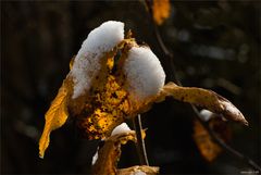 Schneehäubchen