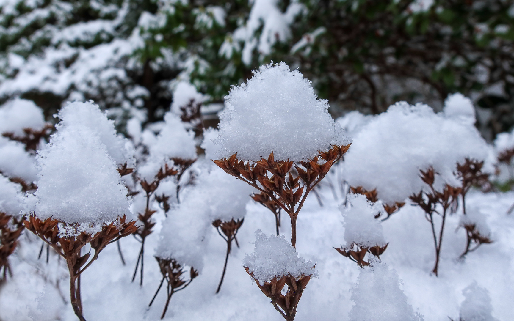 Schneehäubchen