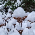 Schneehäubchen