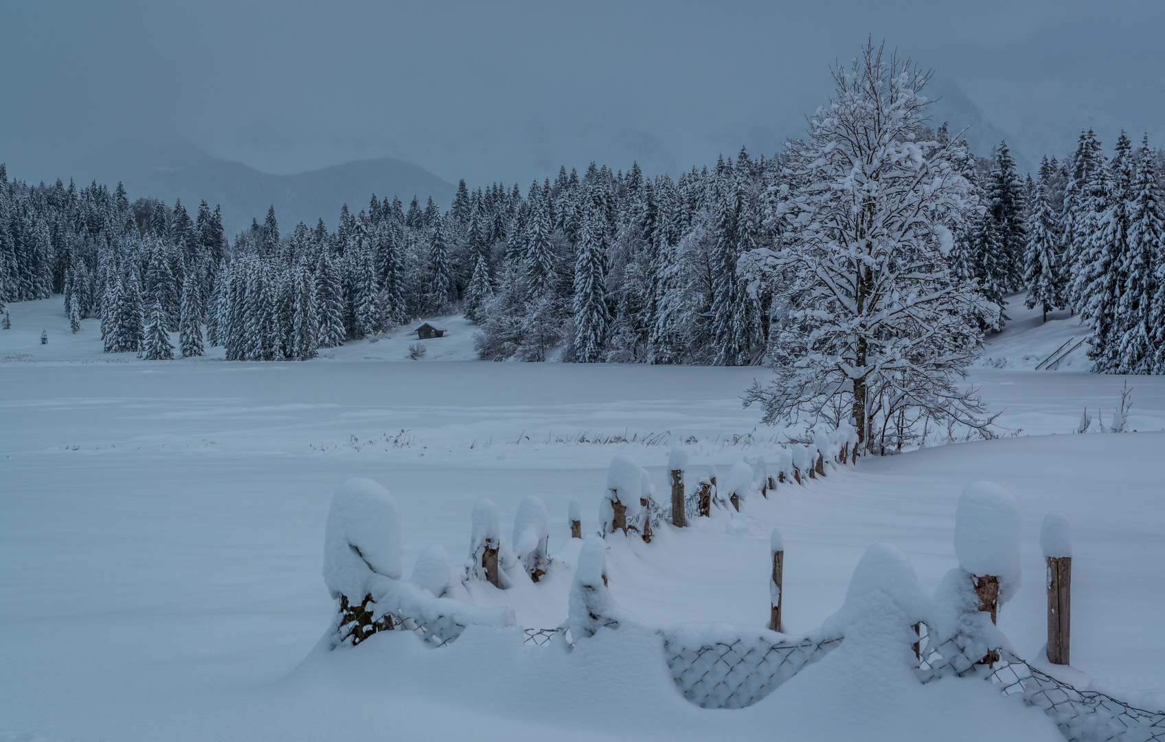 Schneehäubchen