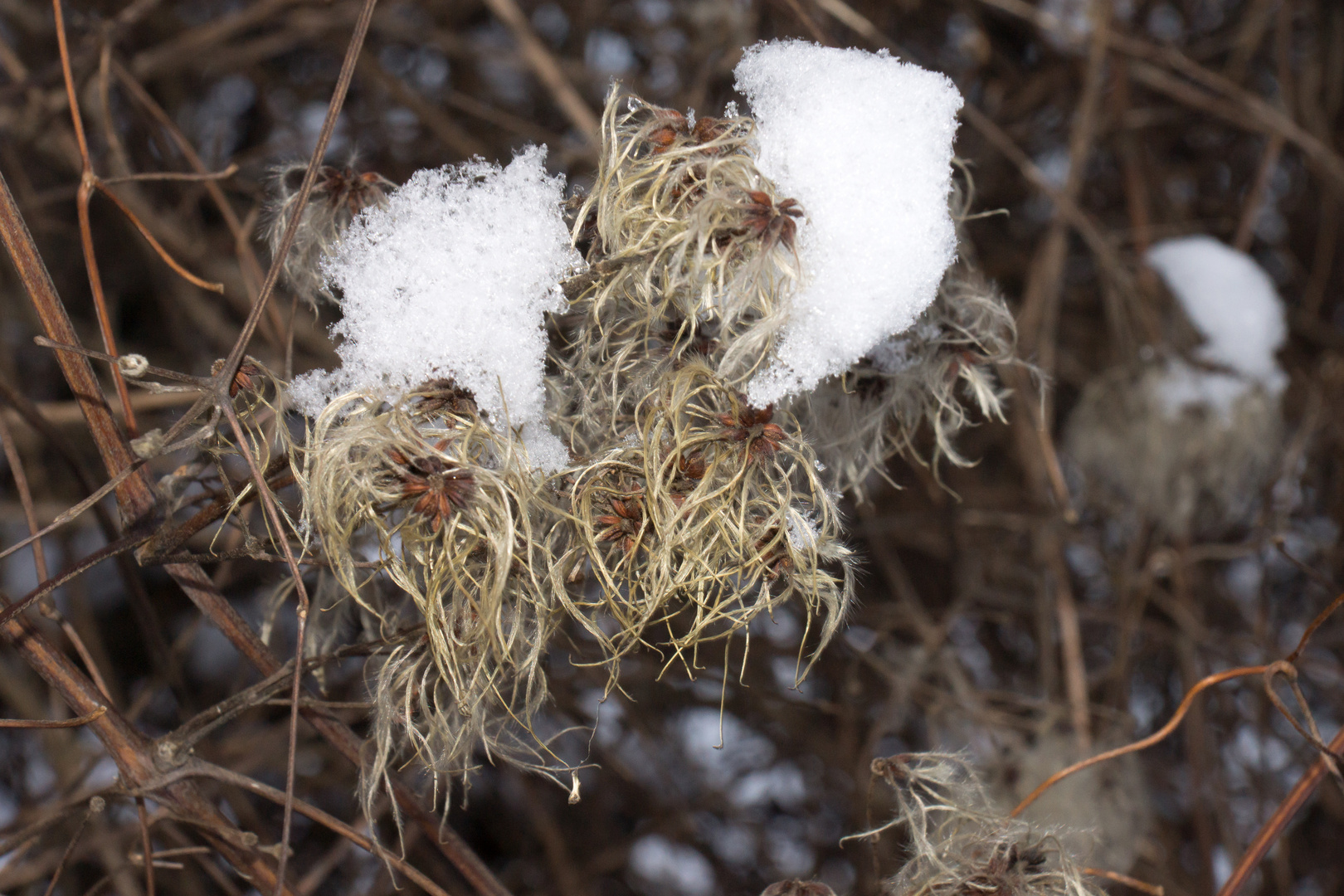 Schneehäubchen