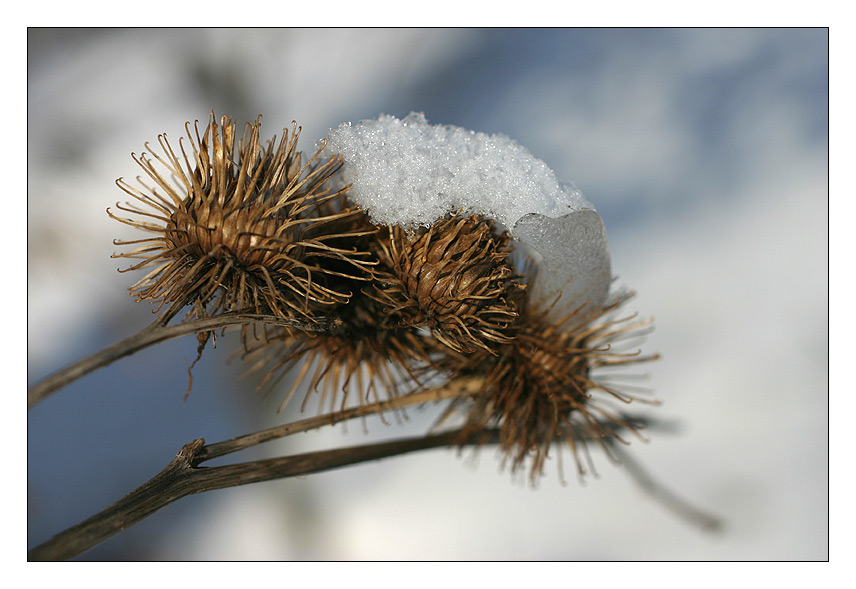 Schneehäubchen