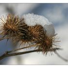 Schneehäubchen