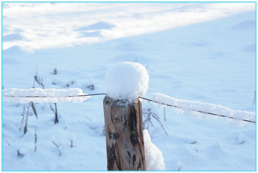 Schneehäubchen