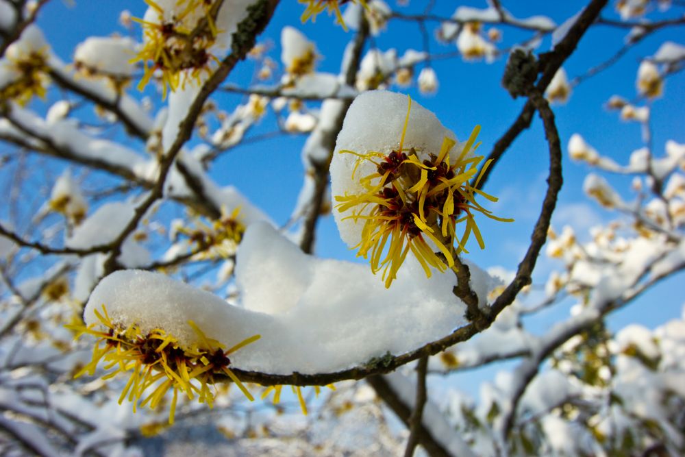 Schneehäubchen