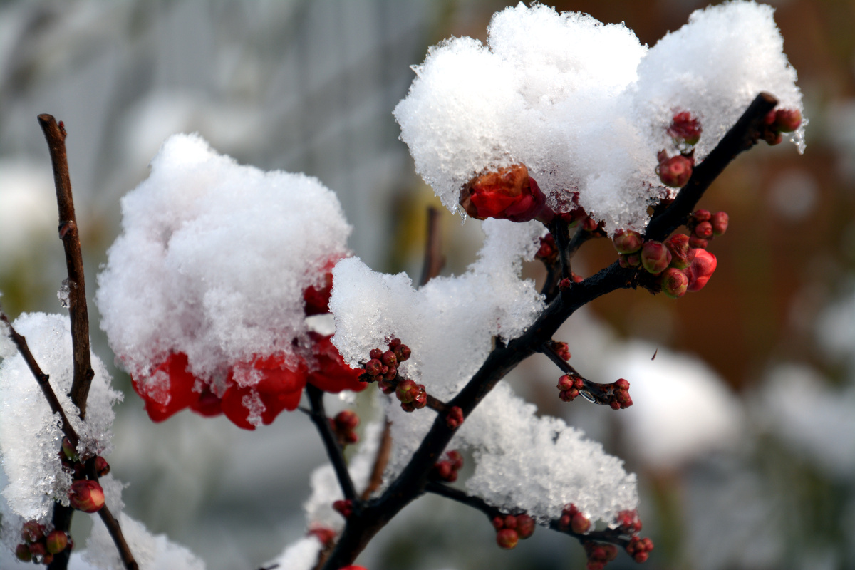 Schneehäubchen 2