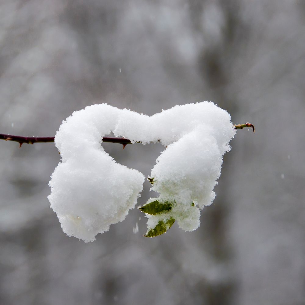 Schneehäubchen #2 - Schneeherz