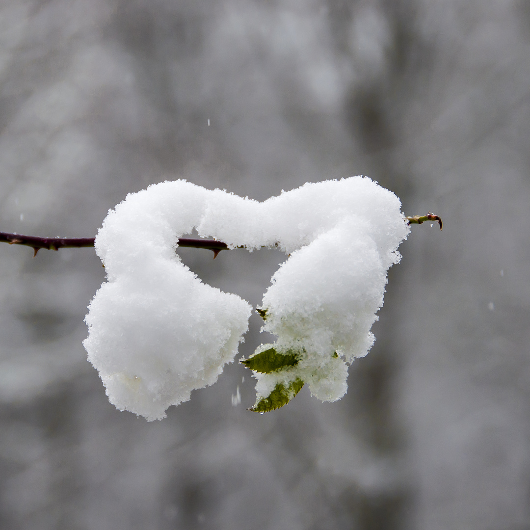 Schneehäubchen #2 - Schneeherz