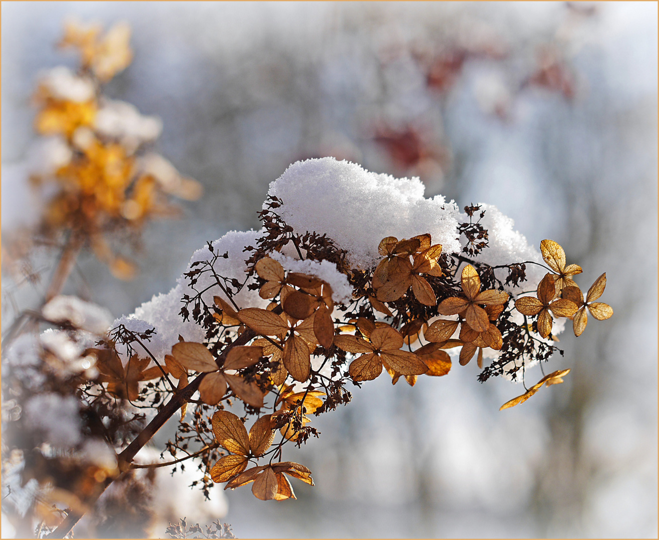 Schneehäubchen