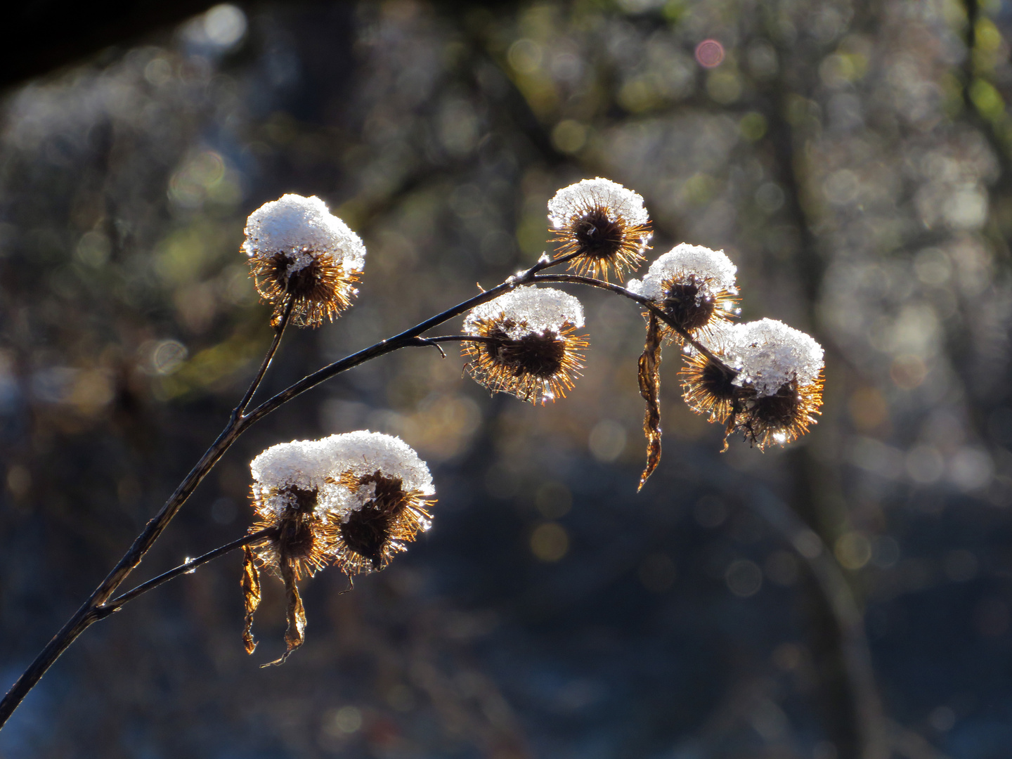 Schneehäubchen...