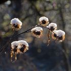 Schneehäubchen...