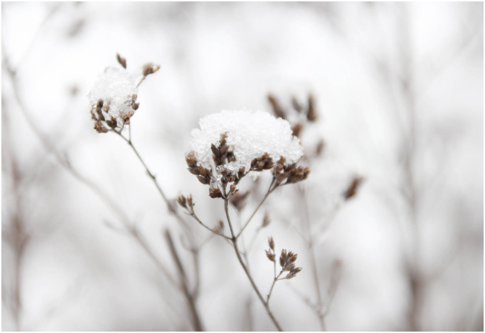 Schneehäubchen