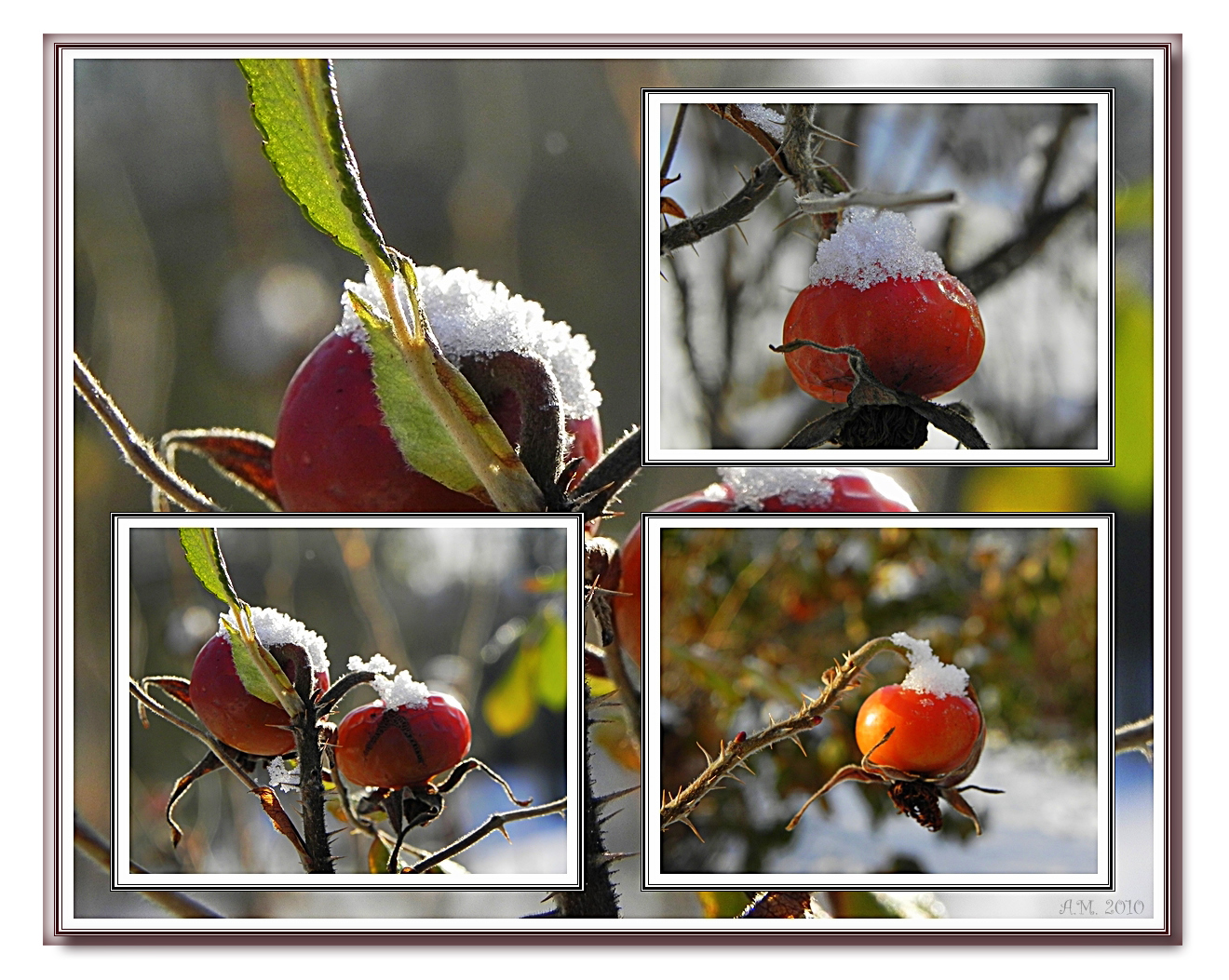 Schneehäubchen