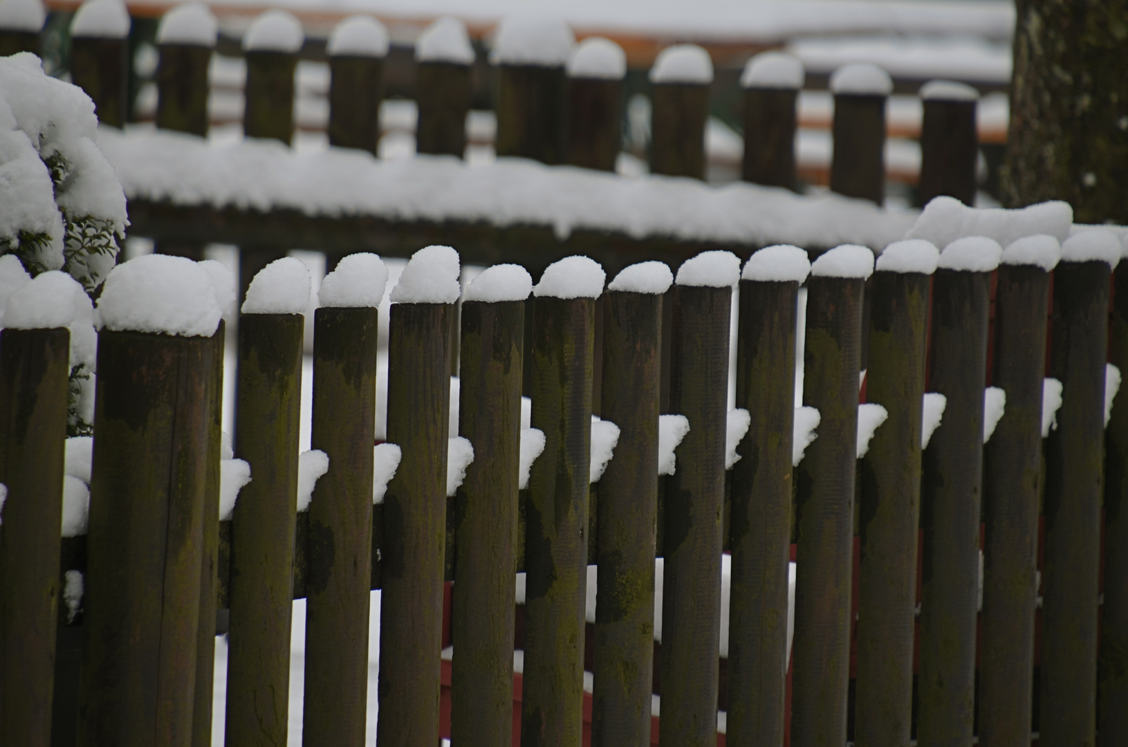 Schneehäubchen