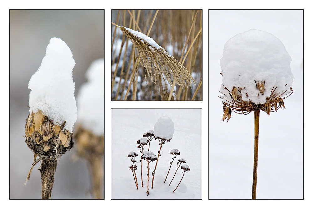 Schneehäubchen