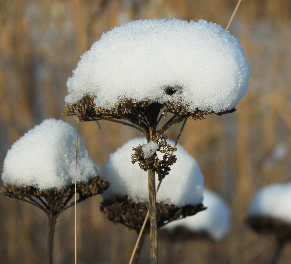 Schneehäubchen