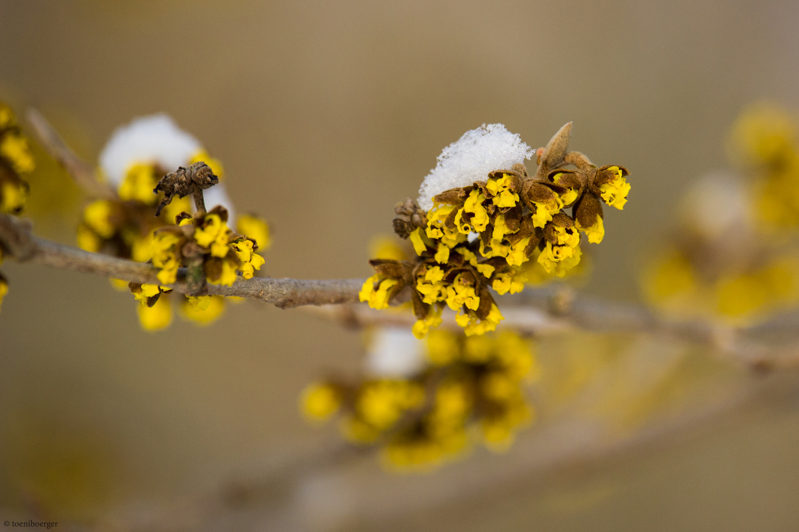 Schneehäubchen