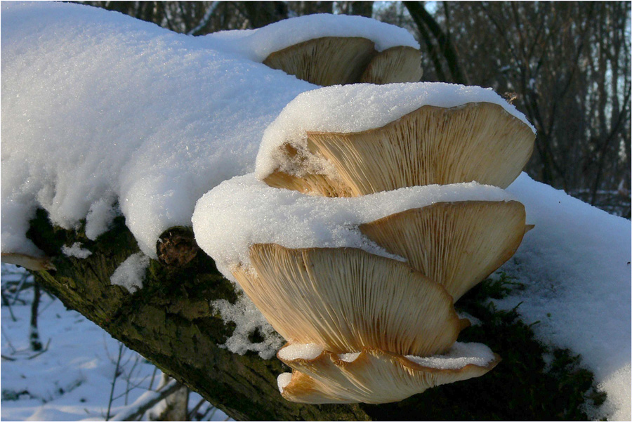 Schneehäubchen