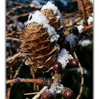 Schneehäubchen