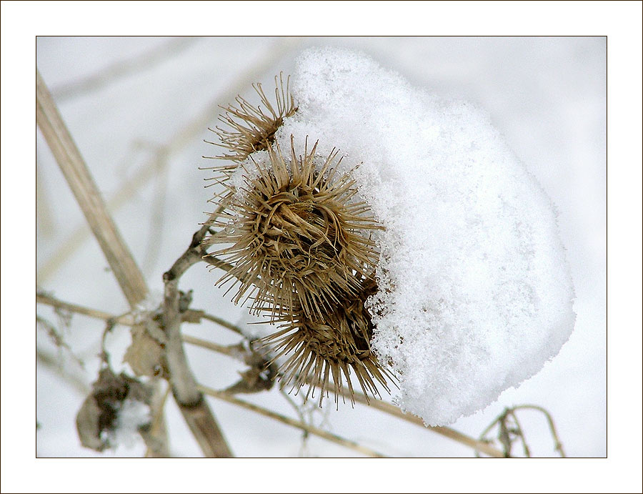 Schneehäubchen