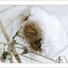 Schneehäubchen