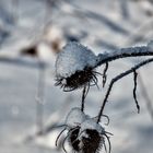 Schneehäubchen