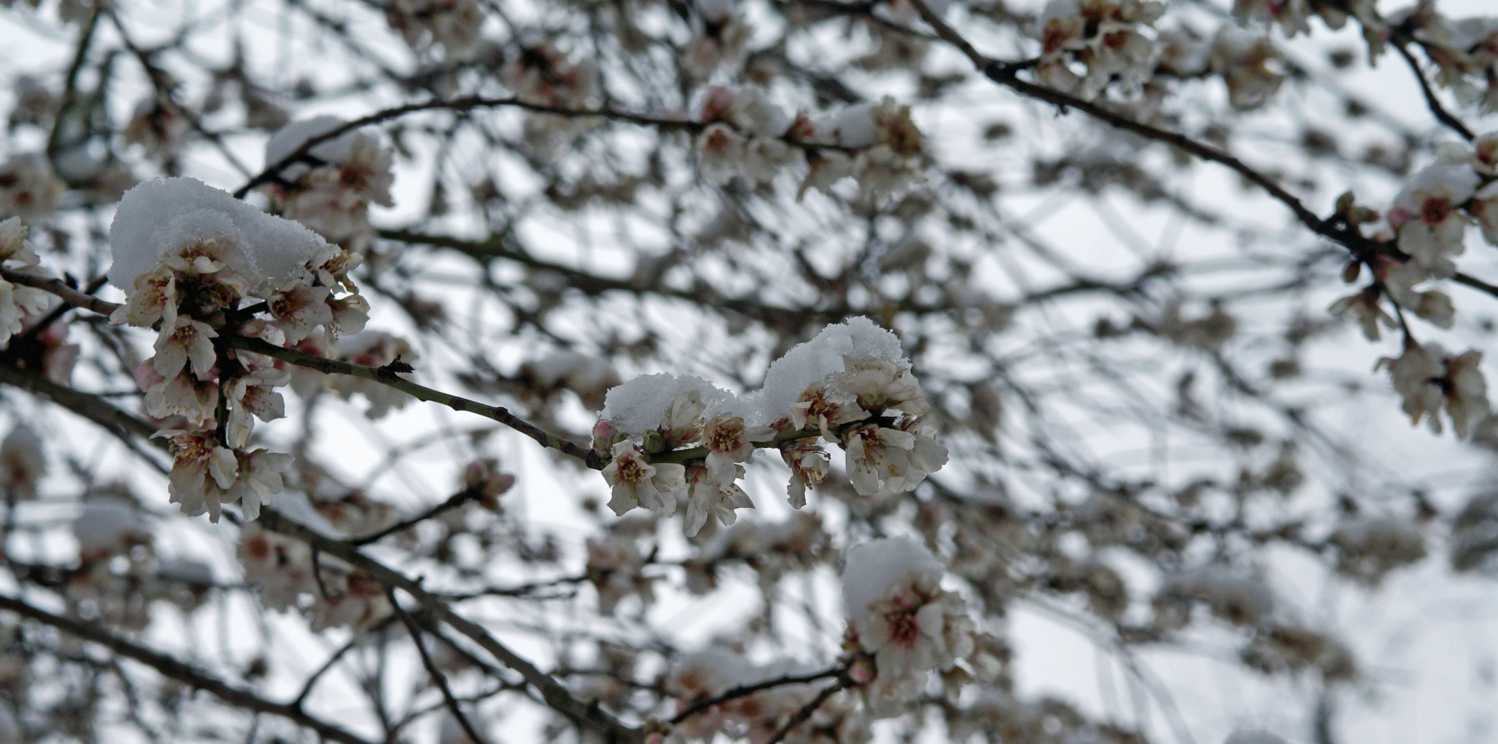 Schneehäubchen