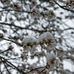 Schneehäubchen