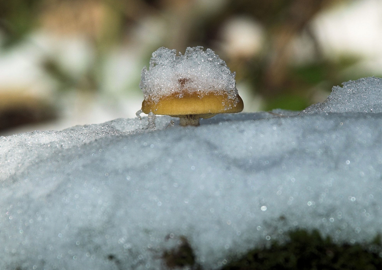 Schneehäubchen