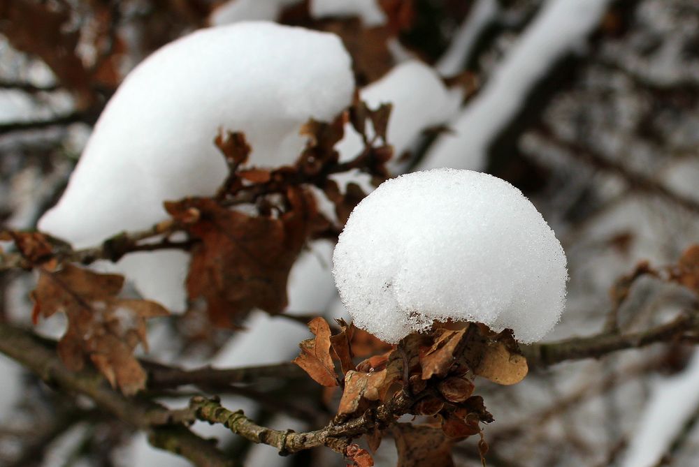 Schneehäubchen