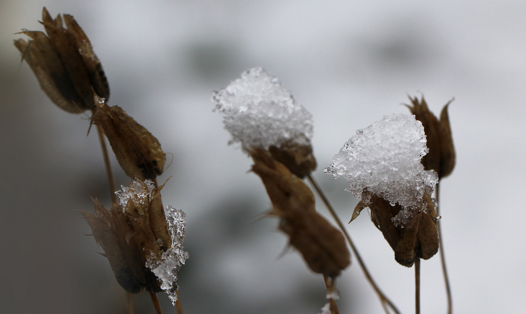 Schneehäubchen