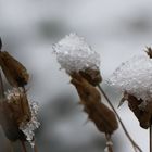 Schneehäubchen