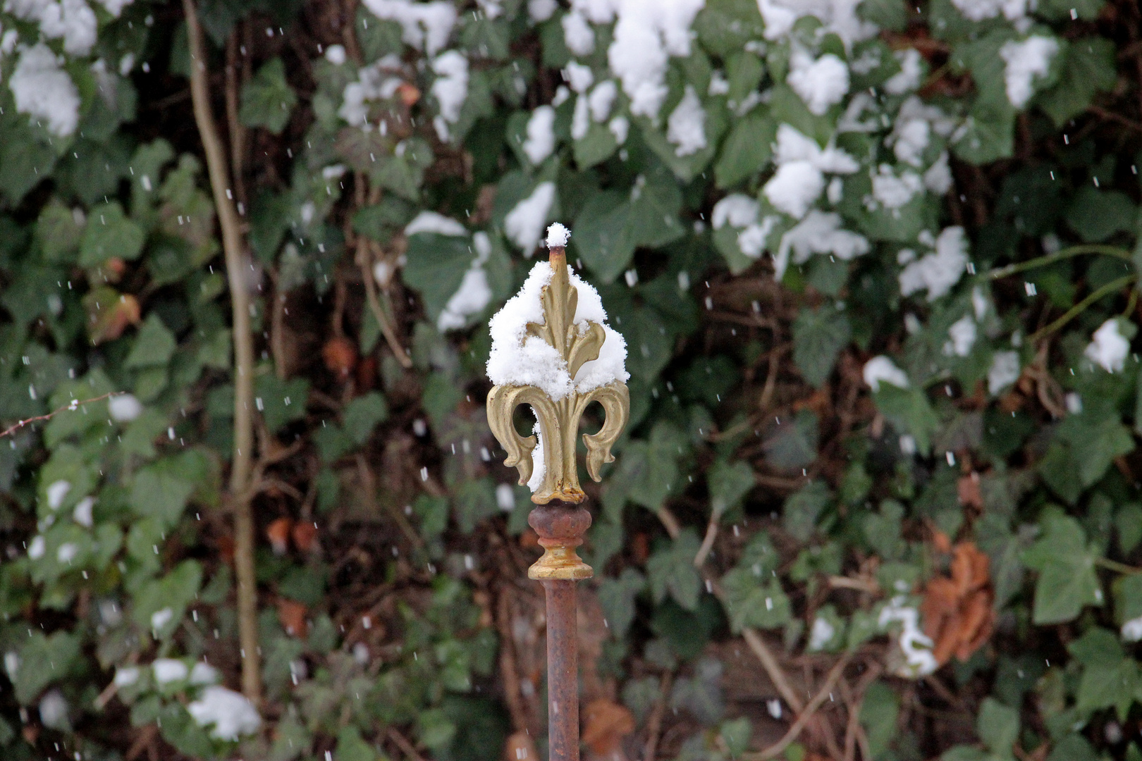 *** Schneehäubchen ***