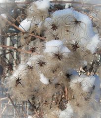 schneehäubchen