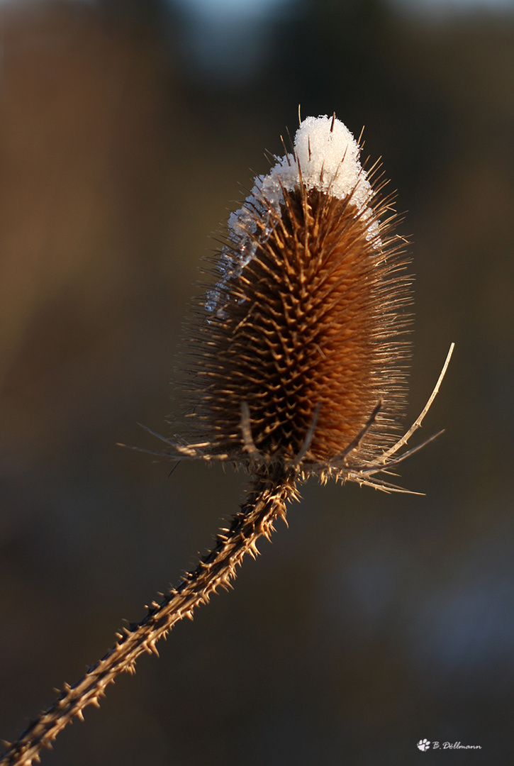 Schneehäubchen