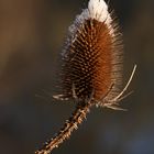 Schneehäubchen