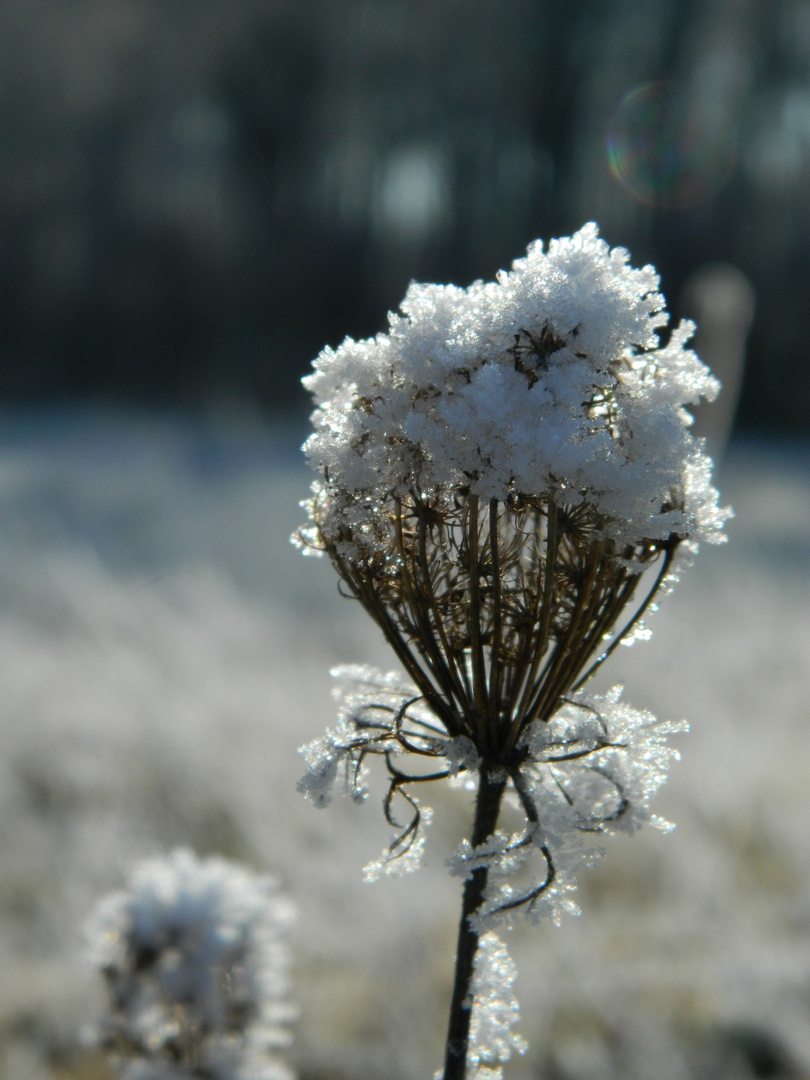 Schneehäubchen