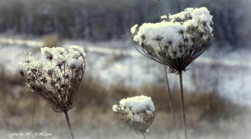 Schneehäubchen