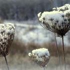 Schneehäubchen