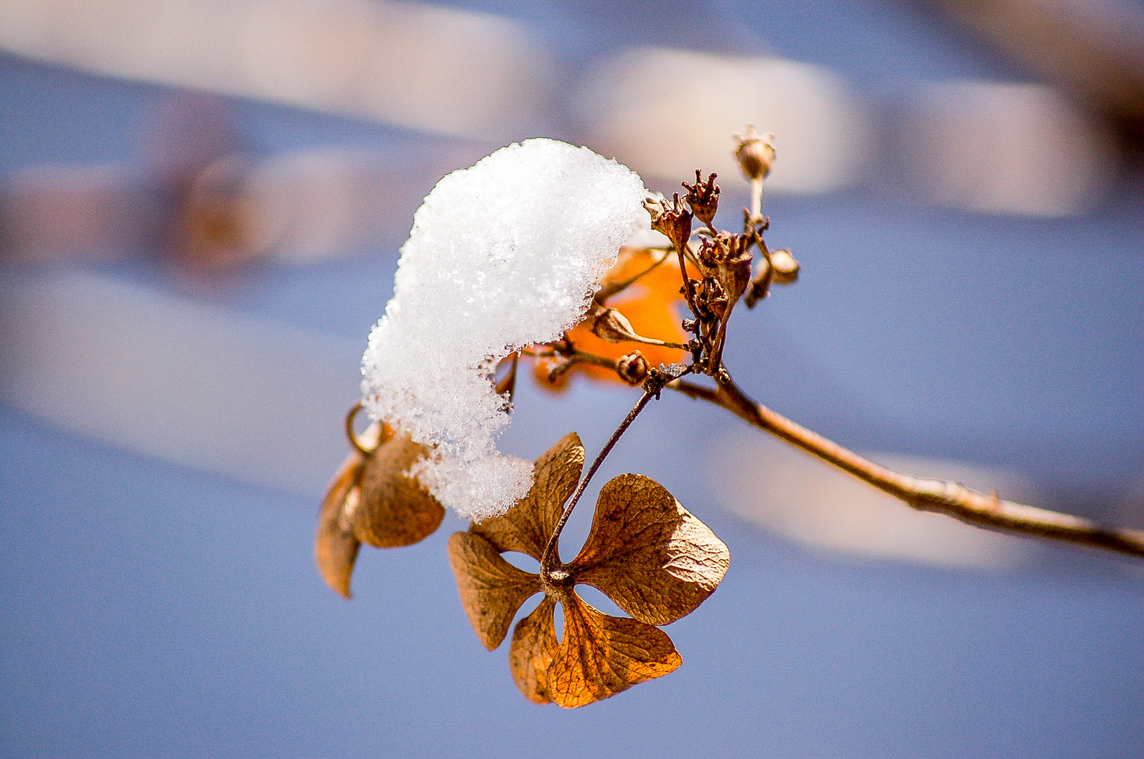 Schneehäubchen