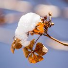 Schneehäubchen