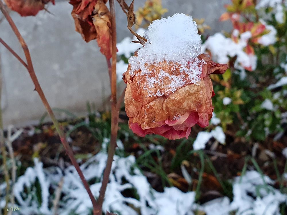 Schneehäubchen