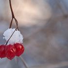 Schneehäubchen