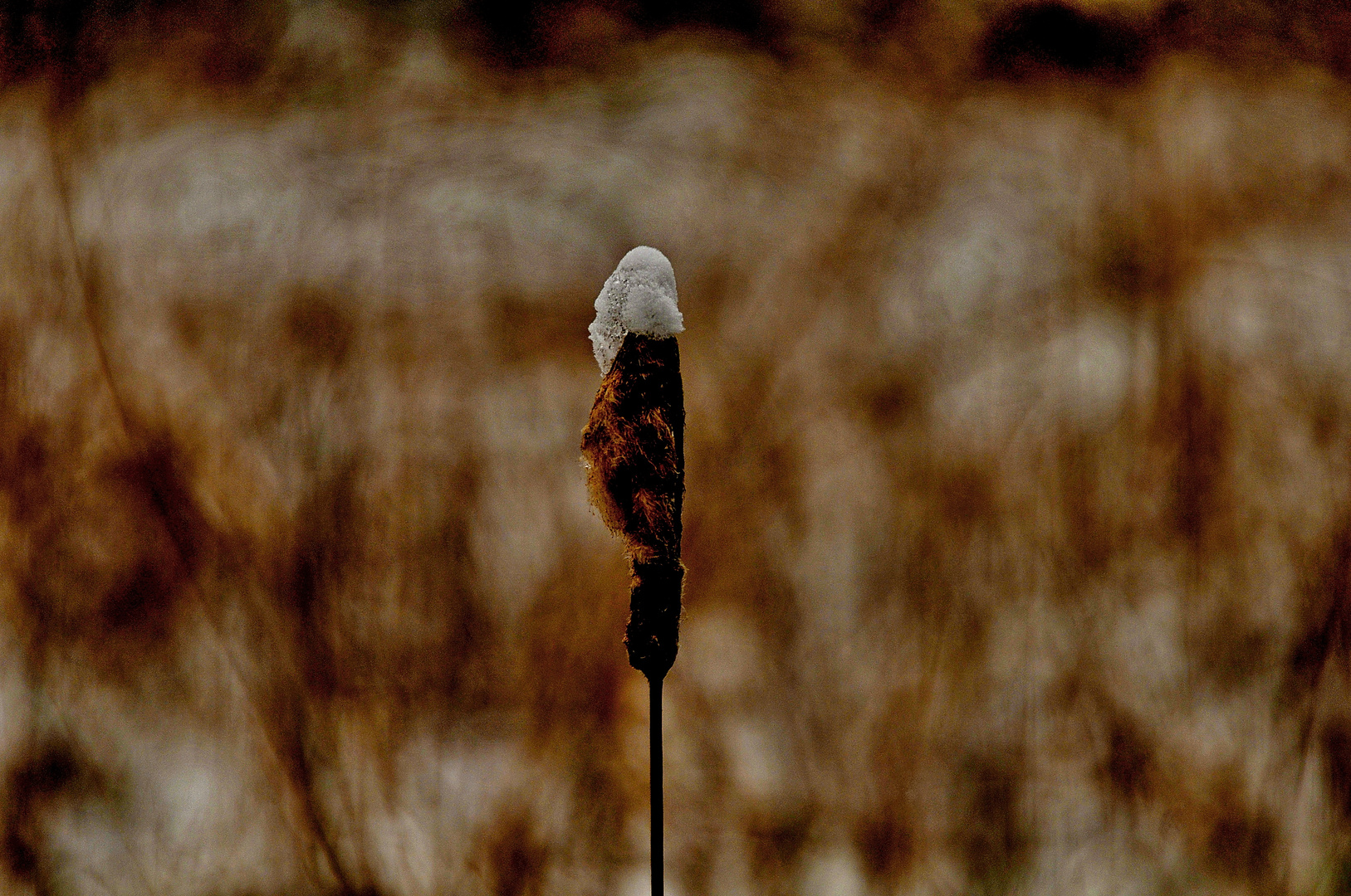 schneehäubchen