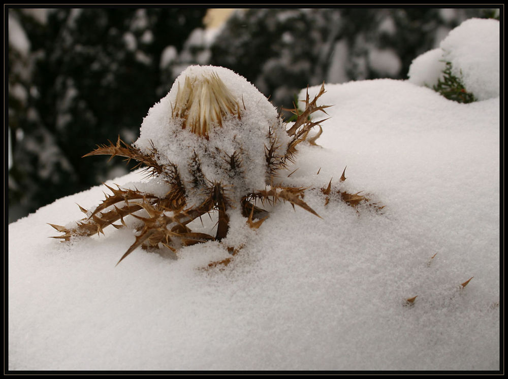 Schneehäubchen an....