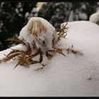 Schneehäubchen an....