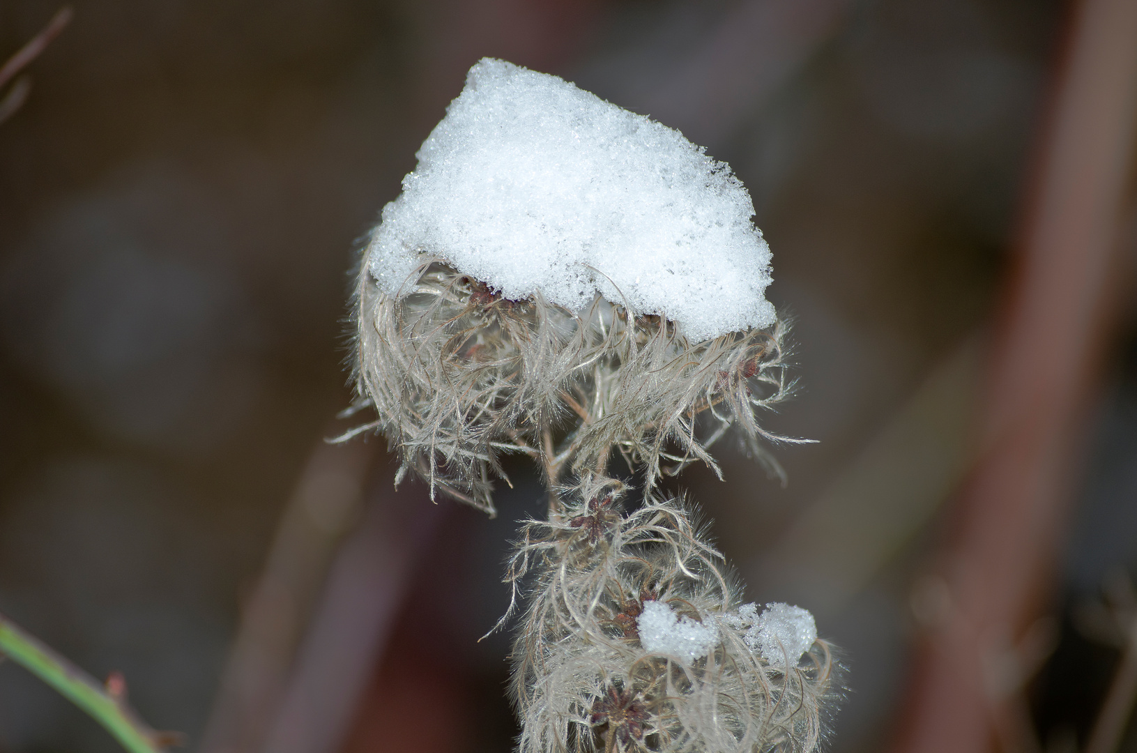 Schneehäubchen auf dem Samen der wilden Clematis