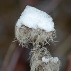 Schneehäubchen auf dem Samen der wilden Clematis