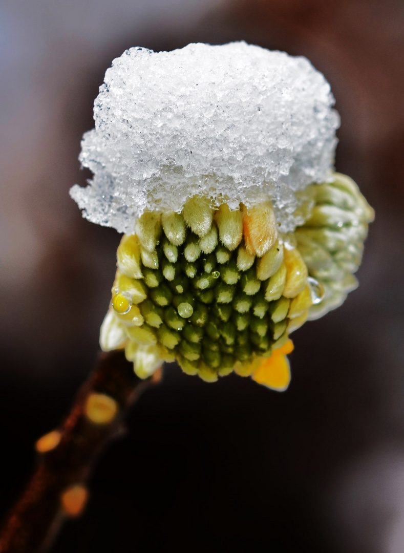 Schneehäubchen auf Edgeworthia papyrifera