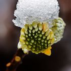 Schneehäubchen auf Edgeworthia papyrifera